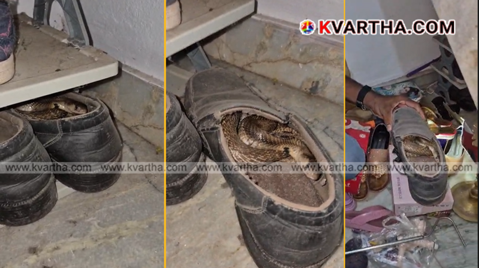A venomous cobra emerging from a leather shoe at a house in Kannur.