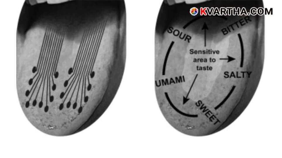 'E-Tongue' to Assess Food Flavor: A New Experiment