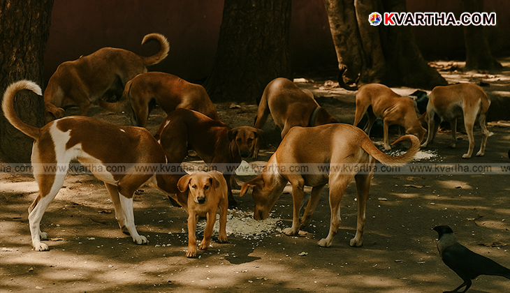 Street dogs being fed in Bengaluru
