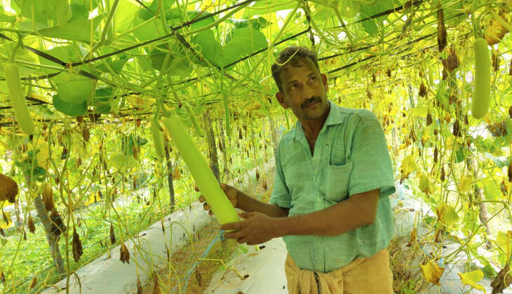 retired teachers organic farm a hit at onam
