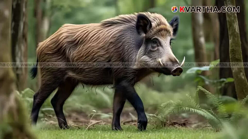 A symbolic image of a wild boar in a natural habitat, representing wildlife issues.