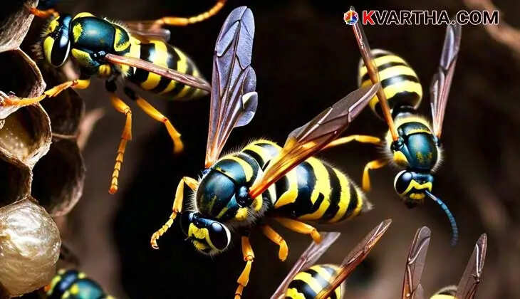Image showing the spot of the Wasp attack