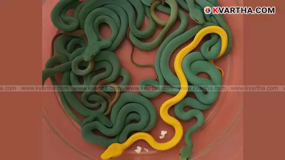  Seized venomous snakes and turtles displayed after being confiscated at Mumbai Airport.