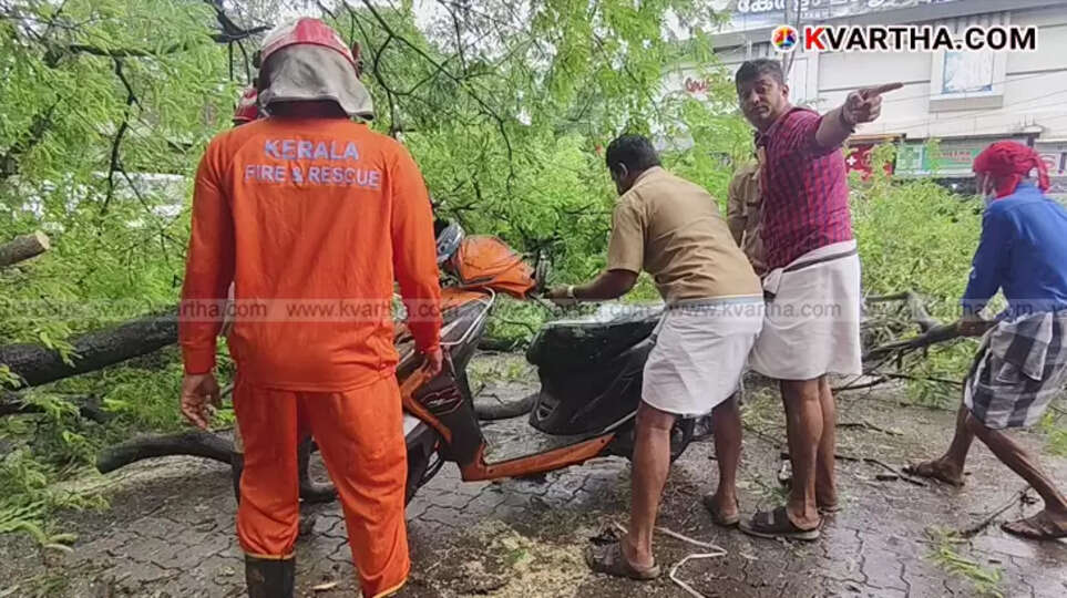 A large tree that has fallen near Thalassery General Hospital, blocking the road.