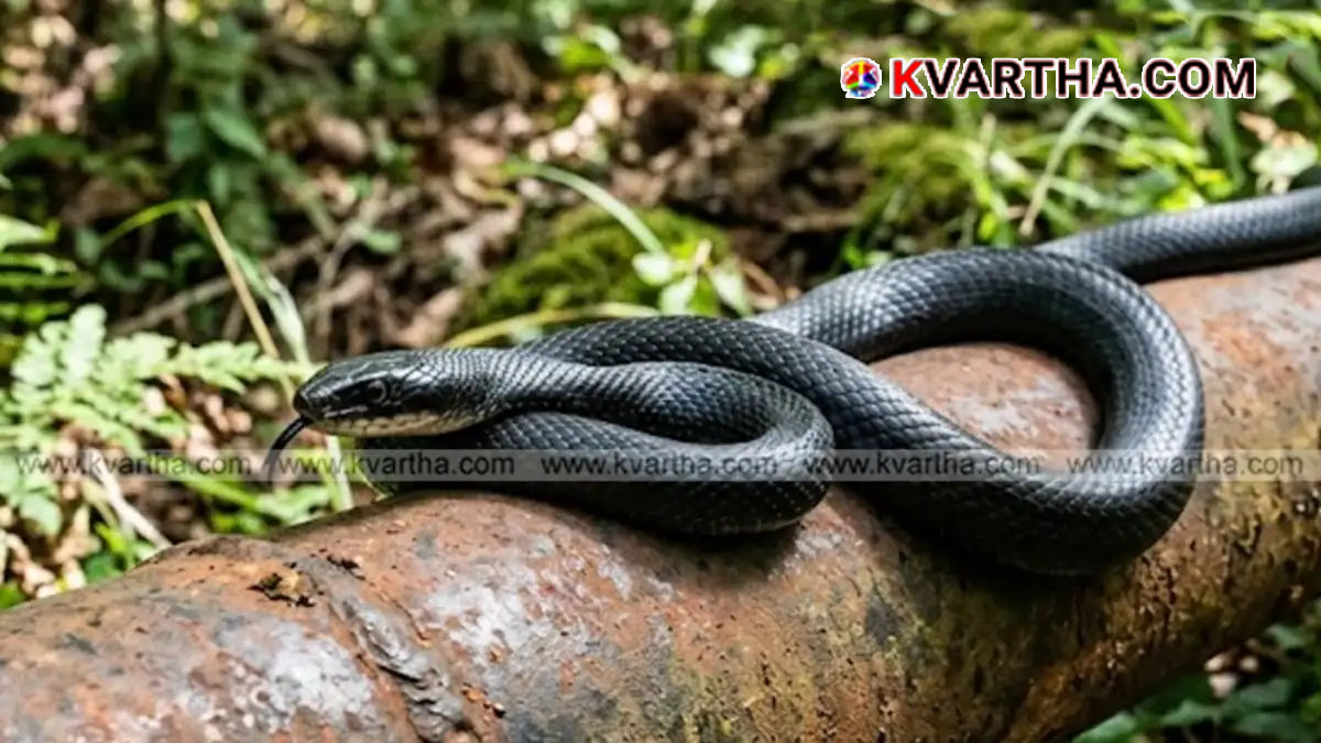Conceptual image representing snakebite prevention and healthcare in Kerala