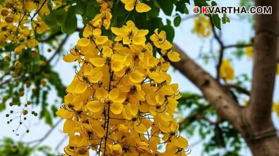 Why is Kanikkonna Considered the Flower of Vishu? Here's the Reason!