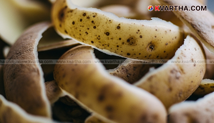 Potato peels in a garden for composting