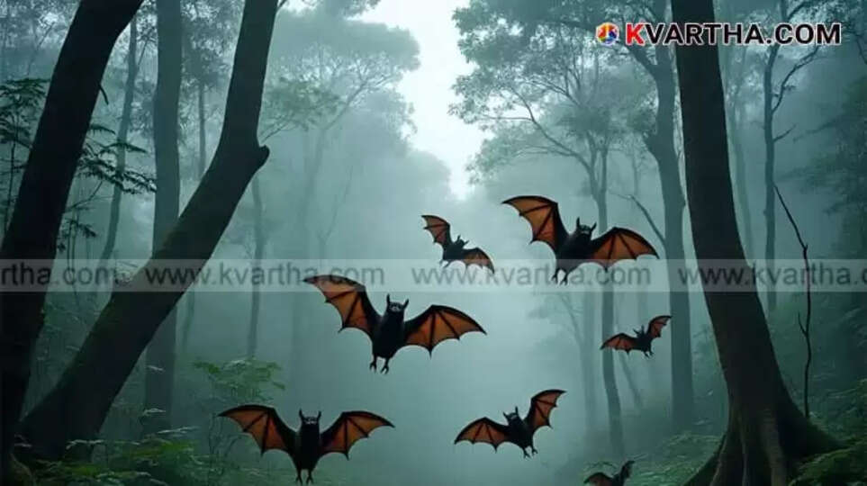 Nipah Scare in Palakkad as Relative of Infected Woman Develops Fever, Bat Presence Alarms Residents