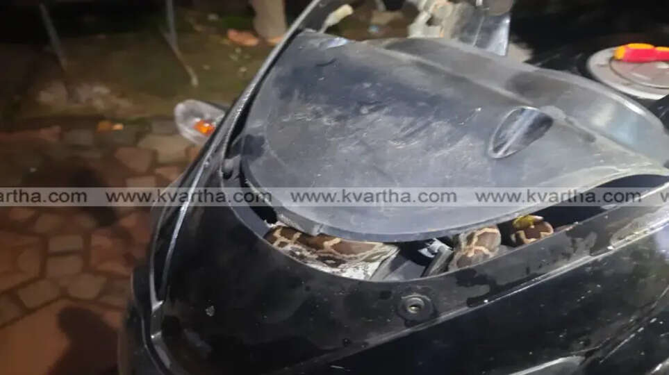 python found in headlamp of bike rescued