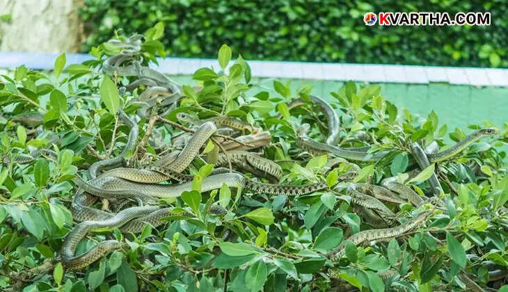  Vietnam's Dong Tam Snake Farm with king cobras and vipers
