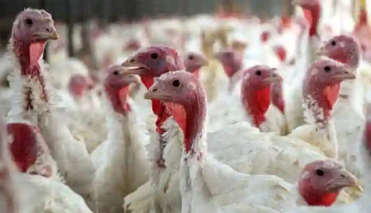 Department of Health has issued special guidelines for Avian flu prevention, Thiruvananthapuram, News, Avian flu prevention, Special guidelines, Department of Health, Health, Kerala News
