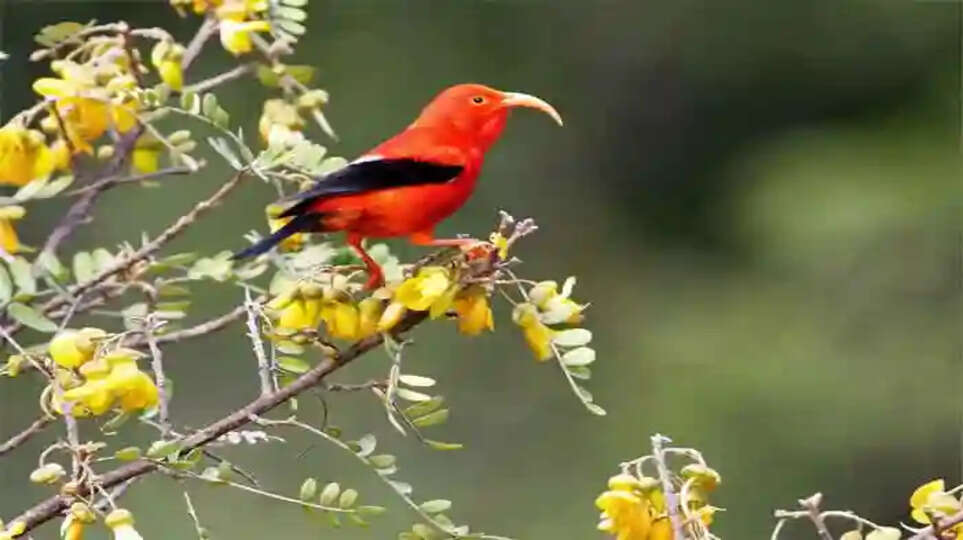 How millions of mosquitoes could save Hawaii's endangered birds, New York, News, Mosquitoes, Protect, Hawaii, Helicopter, Projet, World News