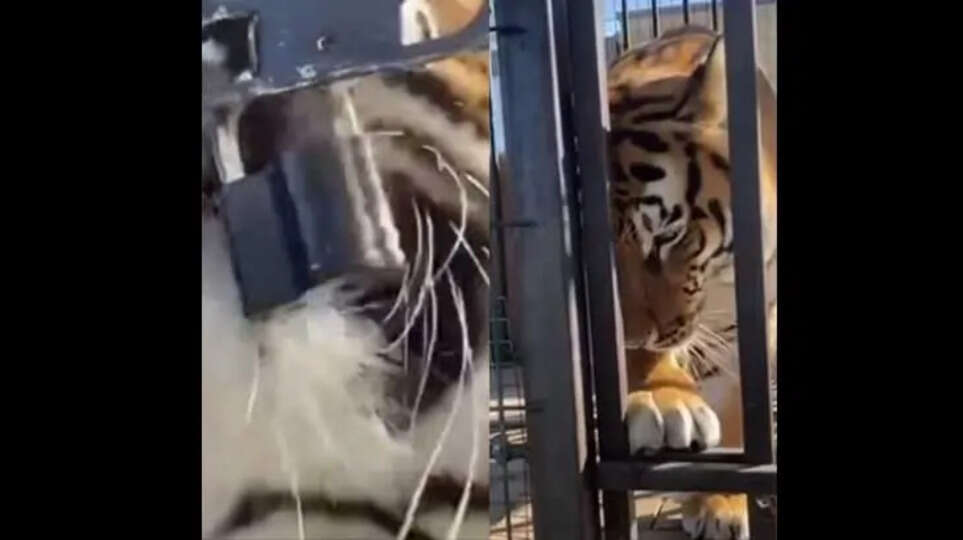 Tiger's Incredible Strength Shown in Viral Video; Raises Concerns About Captivity