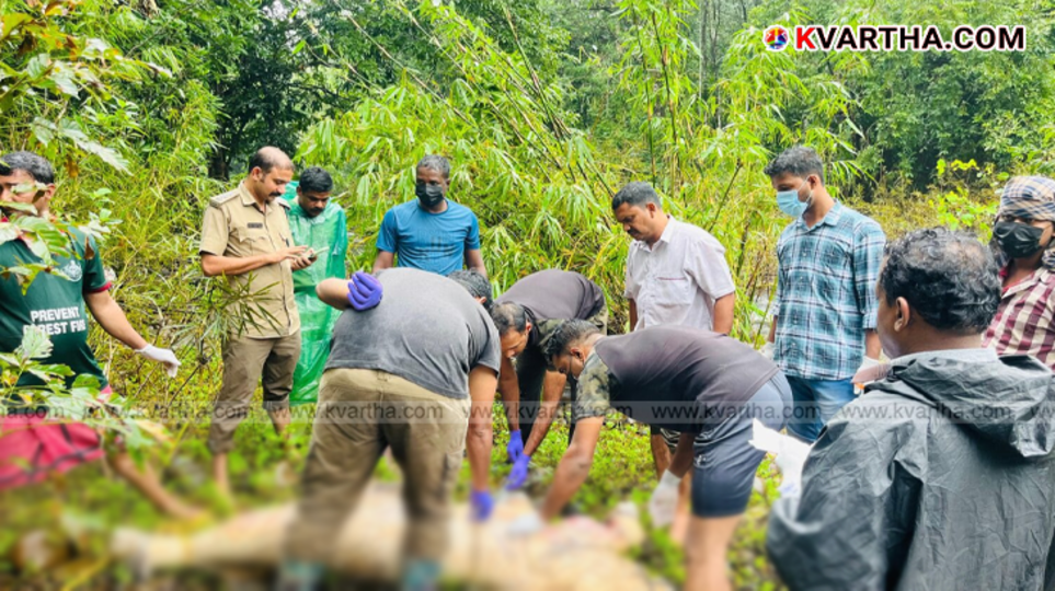 Forest officials inspecting elephant calf carcass in Cherupuzha river