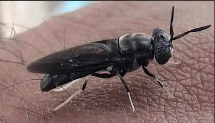 CMFRI Develops Eco-friendly Fish Feed Using Soldier Fly Larvae