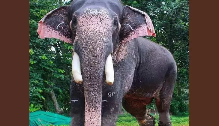 Found elephant Puthuppally Sadhu which entered forest