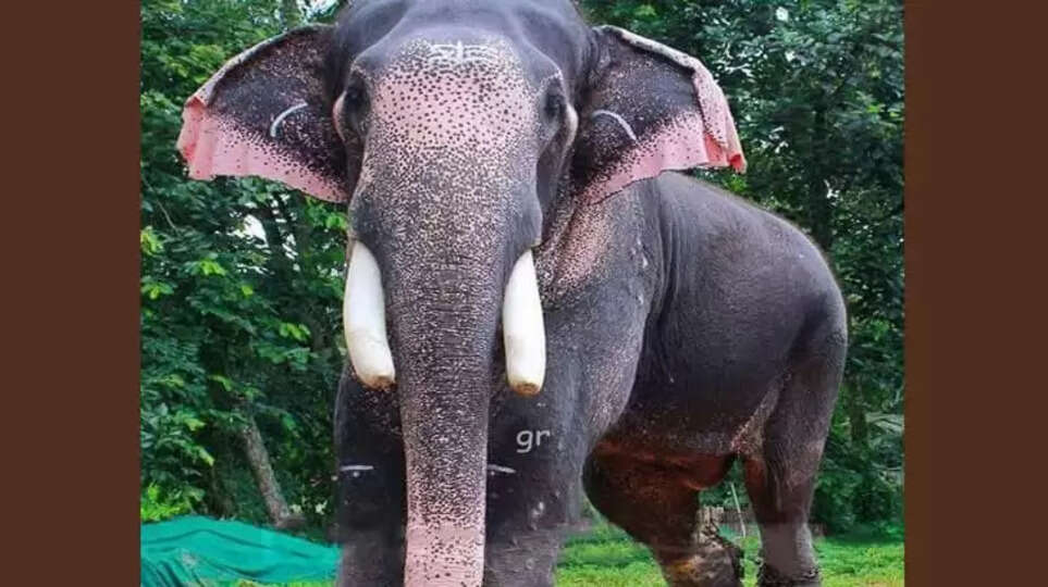 Found elephant Puthuppally Sadhu which entered forest
