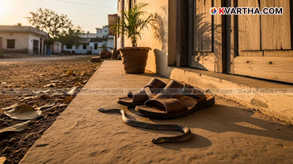 A symbolic photo representing a snakebite accident in Bengaluru.