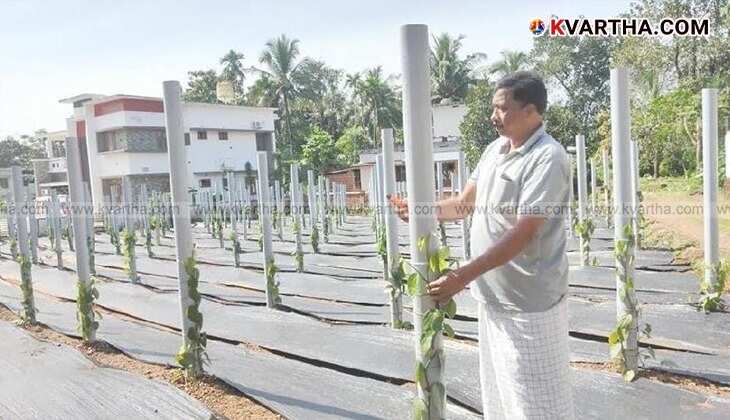 Vietnam model pepper cultivation in Kannur using PVC pipes.