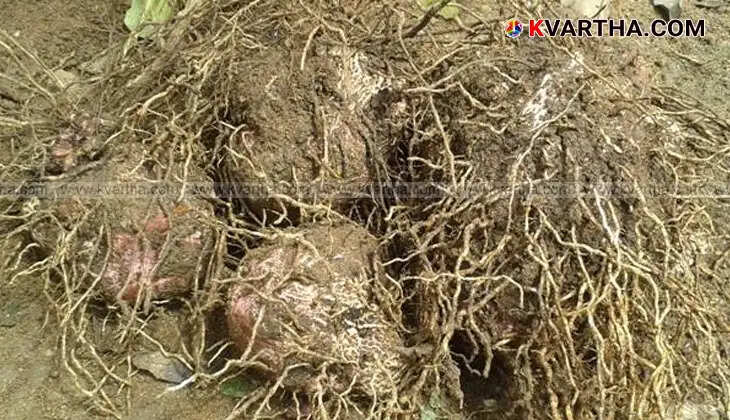 Homegrown yam harvested from a home garden.