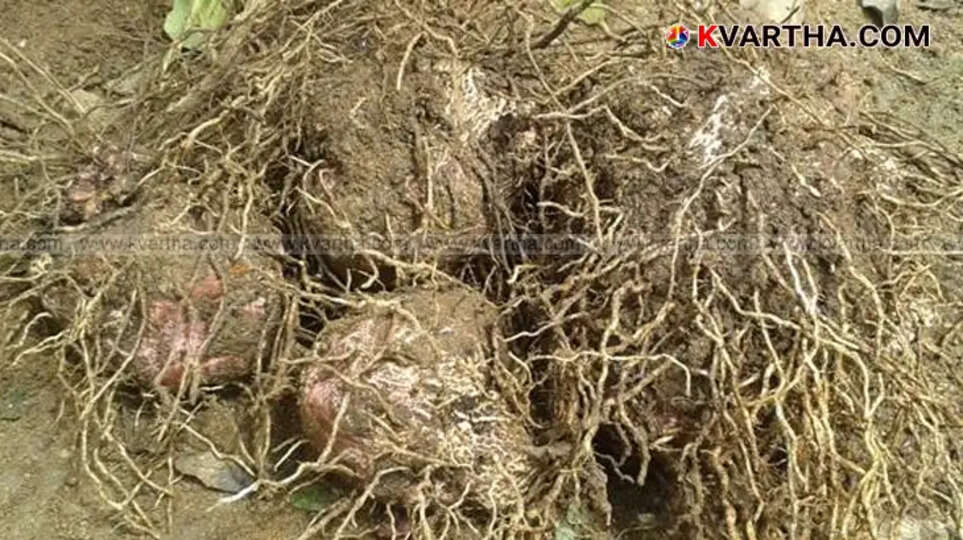 Homegrown yam harvested from a home garden.