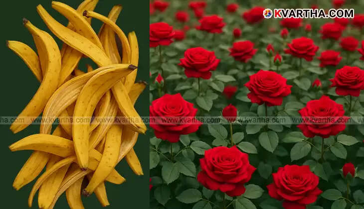 Banana peels placed near rose plants in a garden.