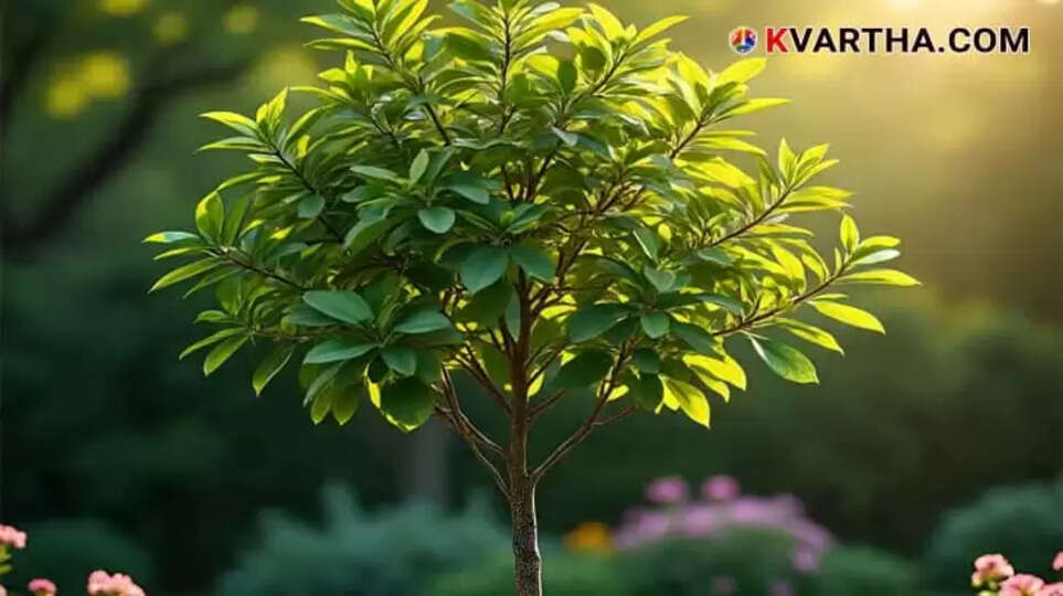 Government to Allow Sale of Sandalwood from Private Land