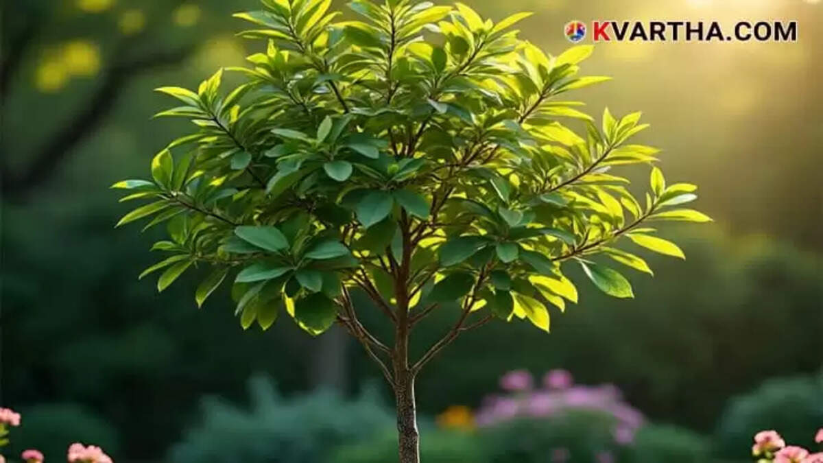 Government to Allow Sale of Sandalwood from Private Land