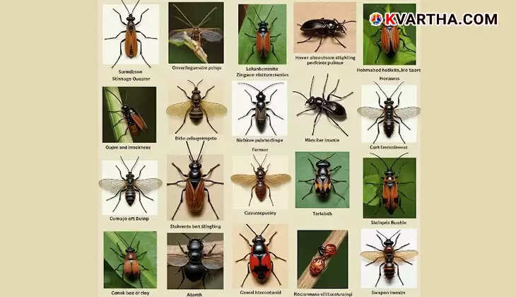  Why Mosquitoes Bite for Blood, But Ants Bite for Defense: The Defense Mechanisms of 8 Creatures