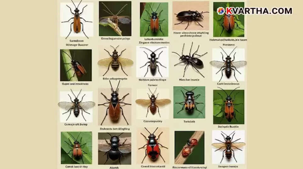  Why Mosquitoes Bite for Blood, But Ants Bite for Defense: The Defense Mechanisms of 8 Creatures