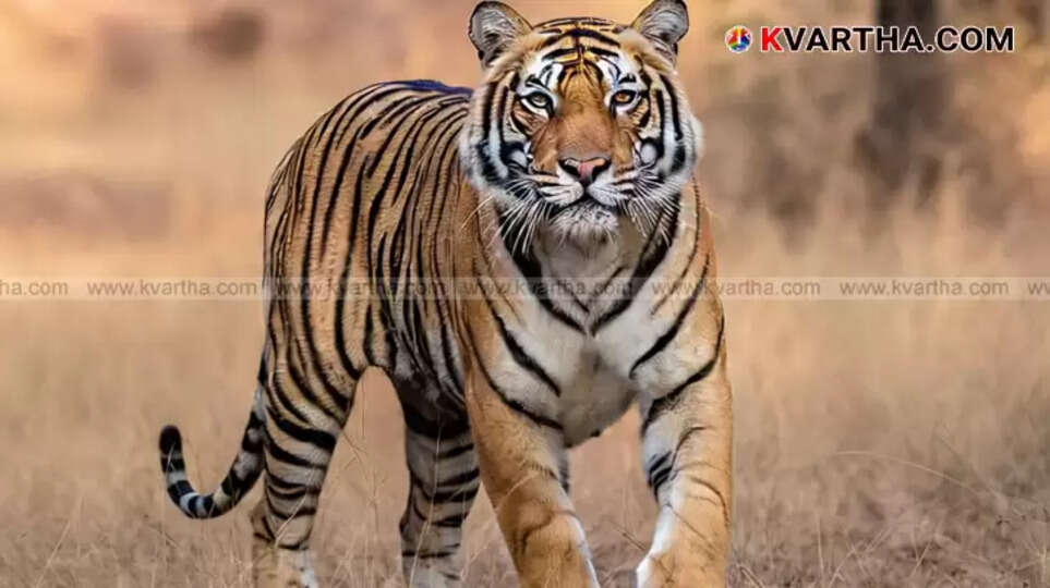 Rubber plantation in Kalikavu where the tiger attack occurred.