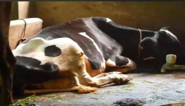 foot-and-mouth disease, KariveLLoor, Kerala, cattle deaths, dairy farmers, livestock, veterinary, disease outbreak, animal health