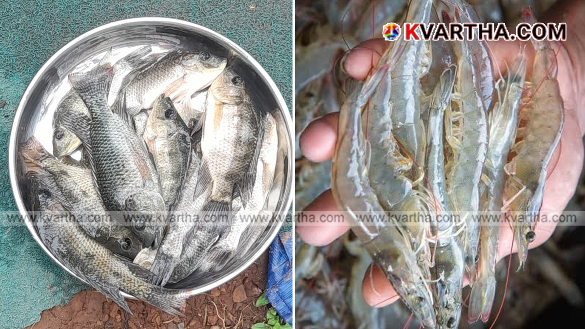 Conceptual image showing fresh aquaculture fish harvest in Kannur during the monsoon season.
