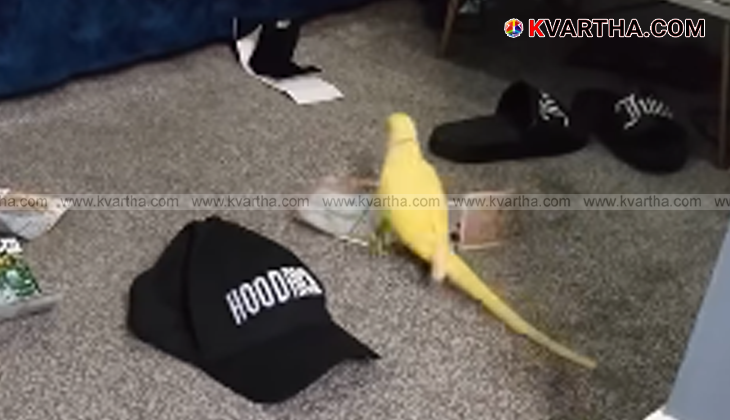 A symbolic photo of a parrot, representing the animal used in the UK drug trafficking case.