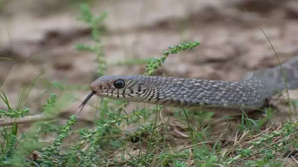 Monsoon here, you may spot more snakes
