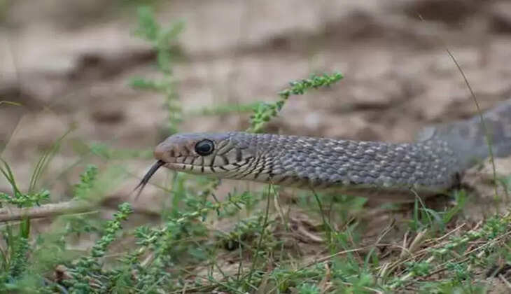Monsoon here, you may spot more snakes