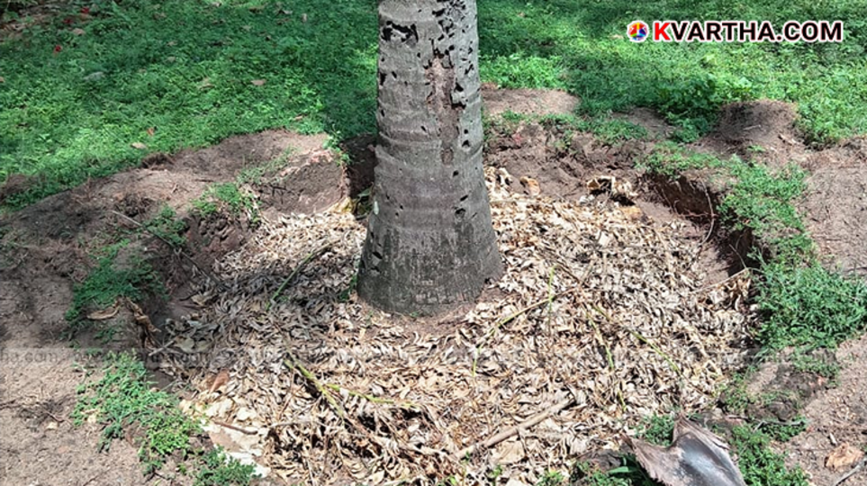 Farmer taking basin (tadam) around a coconut tree
