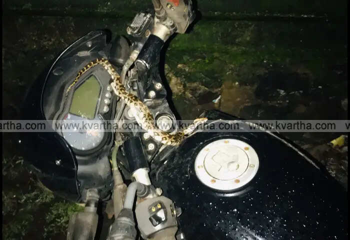 python found in headlamp of bike rescued