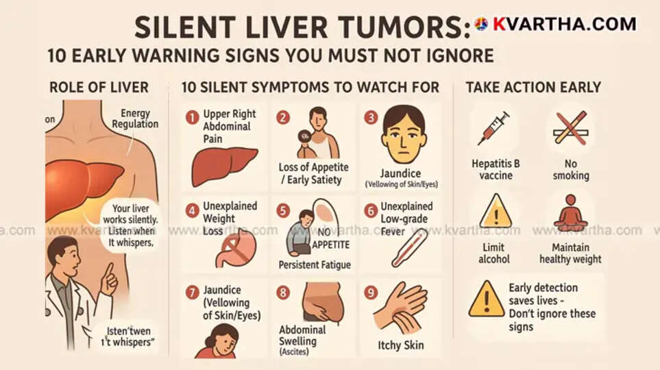 Human liver model illustrating internal organs