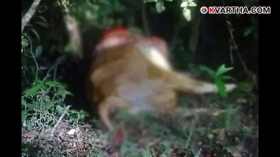 Two cows killed by wild bison attack in Kolayad, Kannur.