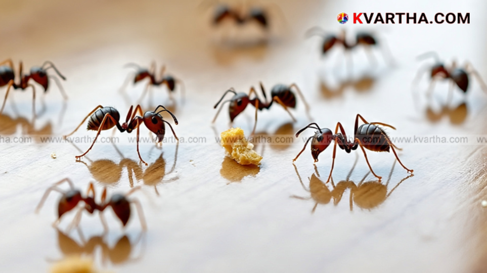 Ants marching on a home floor