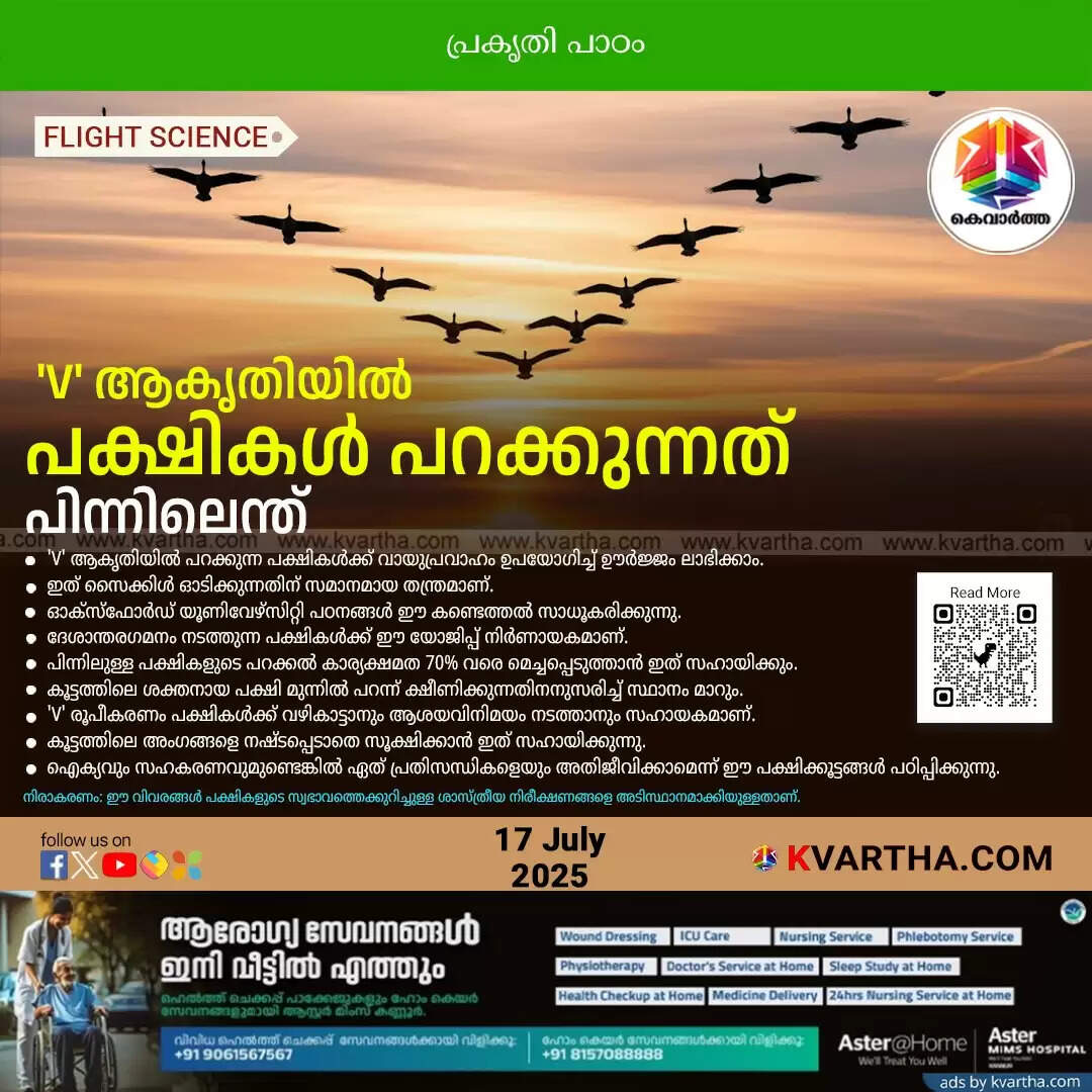 why birds fly in v formation
