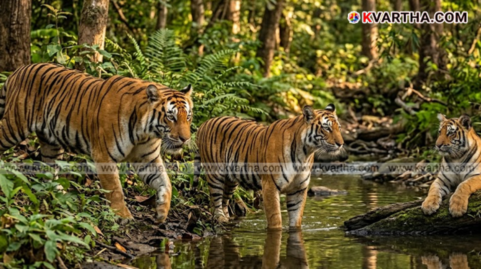 A symbolic scene indicating the increasing death of tigers in India's forests.
