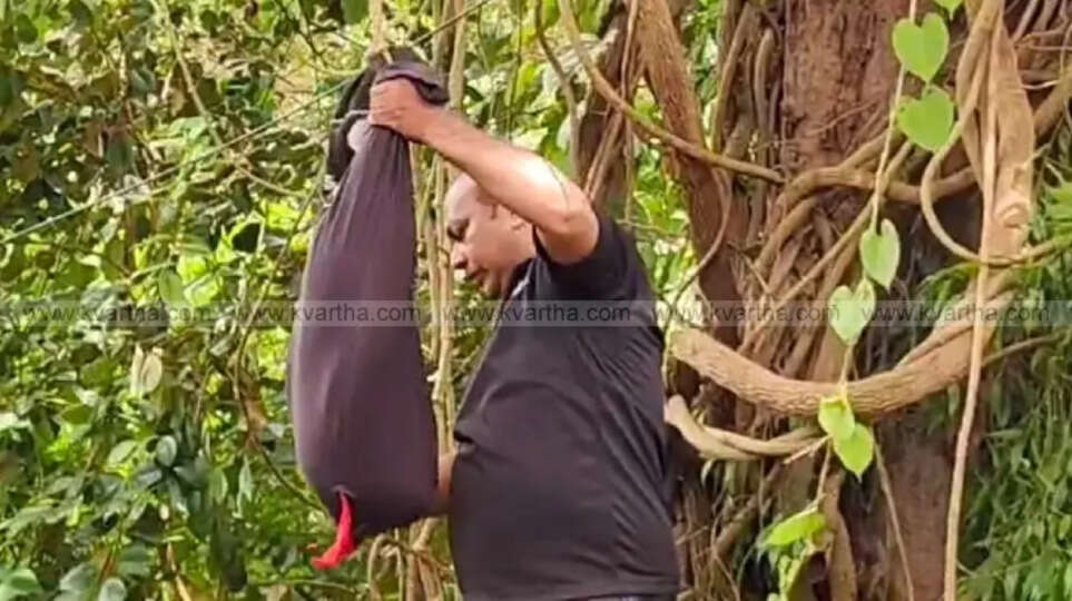 A rescue worker removing a python from a tree in Kannur.
