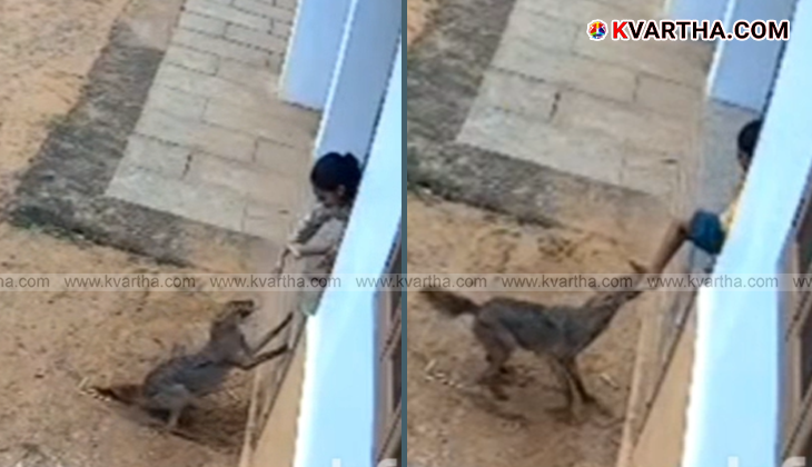 CCTV footage showing a child injured by a jackal attack in Mattul, Kannur.