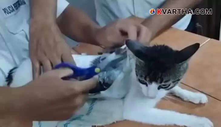 ‘Narco Cat’ Apprehended