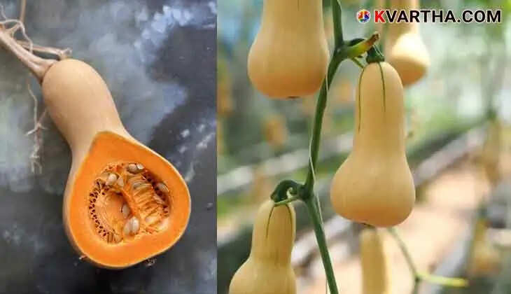 Butternut Squash: A High-Potential Crop for Kerala; Can Yield Great Profit