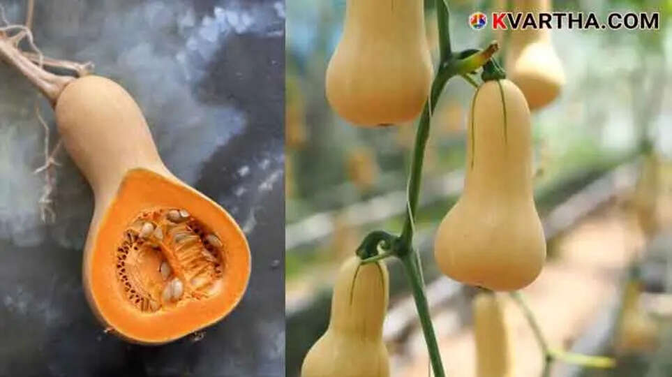 Butternut Squash: A High-Potential Crop for Kerala; Can Yield Great Profit