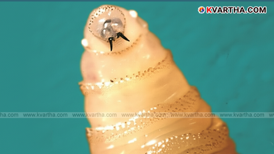 Close-up image of screwworm fly.