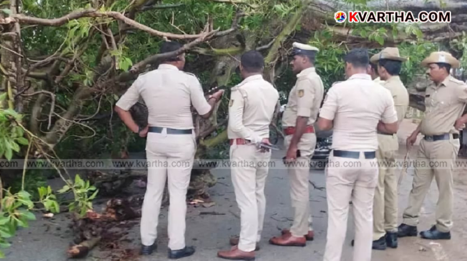 Image of fallen tree on road after bike accident in Raichur